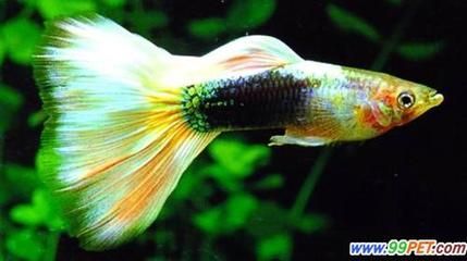 觀賞魚養(yǎng)殖技術(shù)提升方法：如何提高觀賞魚養(yǎng)殖技術(shù)