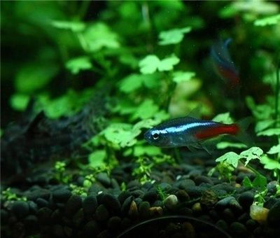 觀賞魚養(yǎng)殖技術(shù)提升方法：如何提高觀賞魚養(yǎng)殖技術(shù)