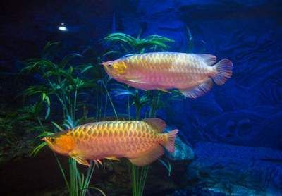 觀賞魚養(yǎng)殖技術(shù)提升方法：如何提高觀賞魚養(yǎng)殖技術(shù)