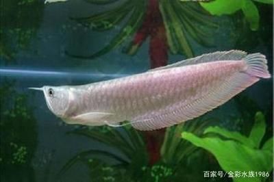 龍魚屬于什么魚種：龍魚是一種具有極高觀賞價值的魚類