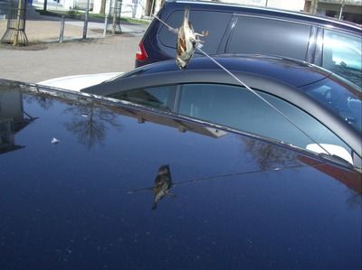龍魚跳出來會死嗎（龍魚跳出來后是否死亡取決于多種因素）