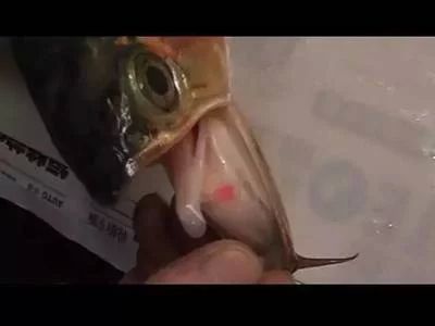 龍魚肚子有蛋的處理方法：龍魚肚子有蛋怎么辦龍魚肚子有蛋處理方法處理建議