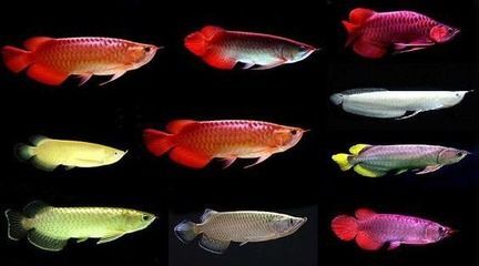 龍魚活食如何消毒殺菌（冷凍龍魚活食保存多久,碘水消毒活魚操作步驟） 龍魚活食如何消毒殺菌（冷凍龍魚活食保存多久,碘水消毒活魚操作步驟） 龍魚百科 第3張