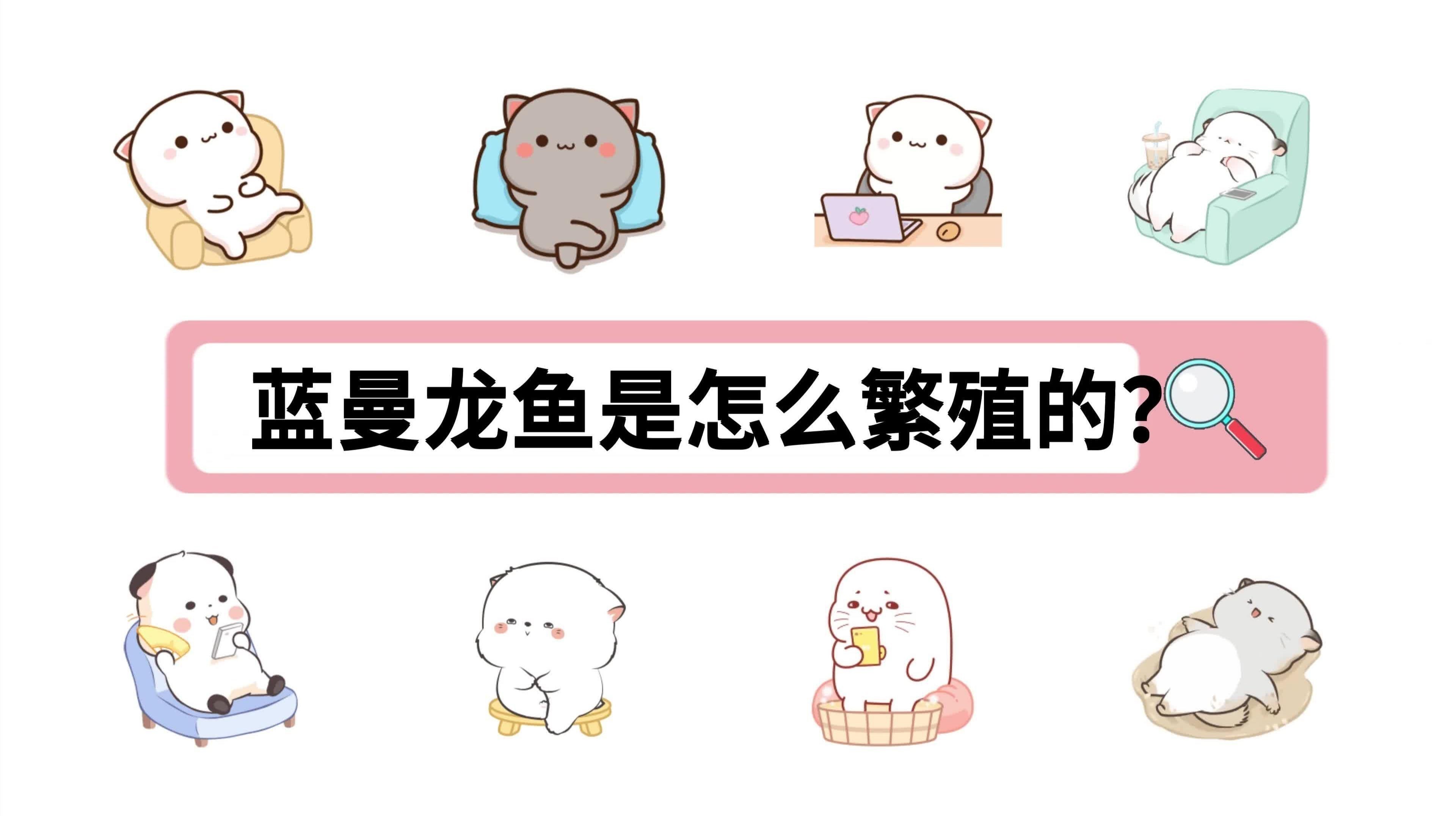 曼龍魚繁殖時需要多大的水族箱？
