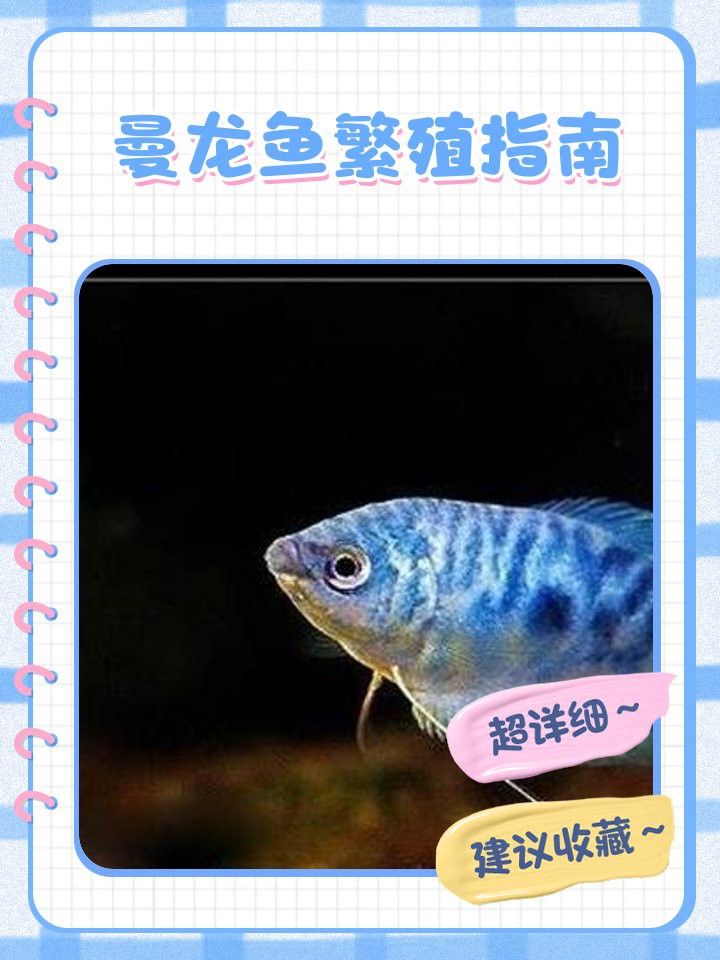 曼龍魚繁殖時需要多大的水族箱？