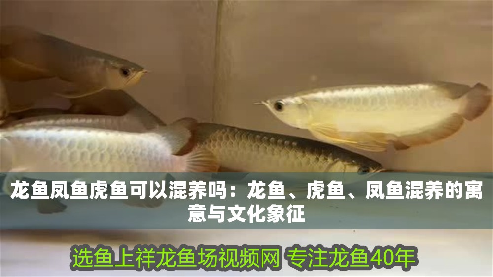 龍魚鳳魚虎魚可以混養(yǎng)嗎：龍魚、虎魚、鳳魚混養(yǎng)的寓意與文化象征