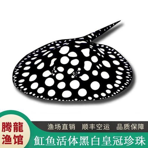 可以和金龍魚混養的魚有哪些圖片