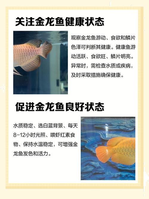 可以和金龍魚混養的魚有哪些圖片
