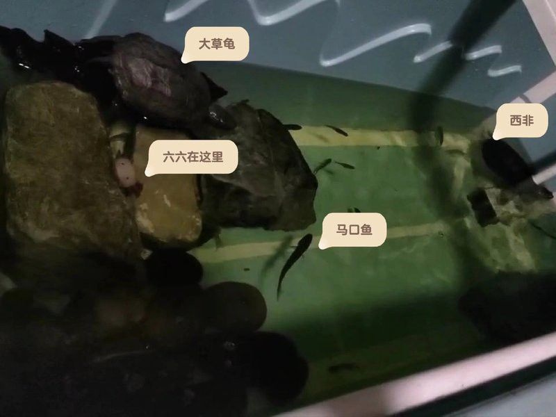 可以和金龍魚混養的魚有哪些圖片