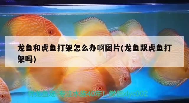 龍魚和虎打架怎么辦啊：龍魚和虎魚打架怎么辦