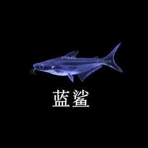 30種常見熱帶觀賞魚大白：30種常見熱帶觀賞魚種類和飼養方法和注意事項 30種常見熱帶觀賞魚大白：30種常見熱帶觀賞魚種類和飼養方法和注意事項 龍魚百科 第3張