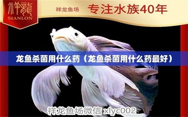 龍魚用藥物殺真菌最有效的方法：龍魚真菌感染的藥物治療