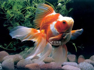 超大紅龍魚90公分能長多大，需要注意以下幾點：紅龍魚90公分能長多大