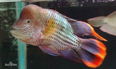皇冠魚可以和龍魚虎魚混養(yǎng)嗎：皇冠魚、龍魚和虎魚混養(yǎng)需要考慮幾個基本原則，需要考慮幾個基本原則