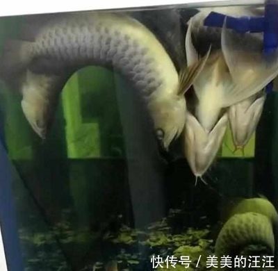 金龍魚停電多久缺氧會死，停電后金龍魚在缺氧環境下的存活時間受到多種因素影響