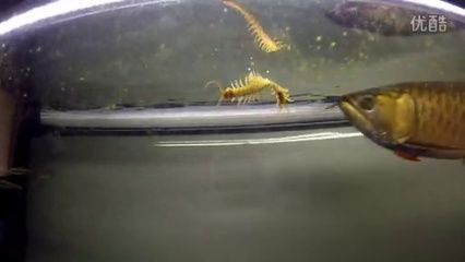 龍魚怎么喂蝦米蟲：龍魚怎么喂蝦