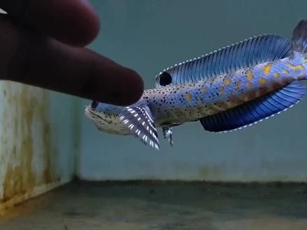 幻紅雷龍魚發色