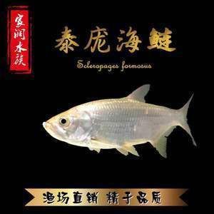 泰龐海鰱魚市場價格：泰龐海鰱魚與七彩雷龍比較,泰龐海鰱魚購買渠道推薦