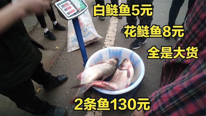 泰龐海鰱魚市場價格：泰龐海鰱魚與七彩雷龍比較,泰龐海鰱魚購買渠道推薦