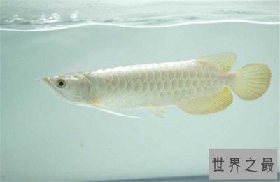 白玉龍魚吃什么最好：如何自制白玉龍魚飼料，白玉龍魚營養(yǎng)均衡指南