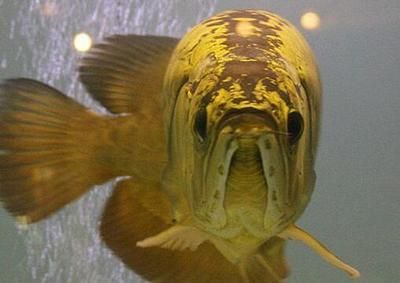 金龍魚吃泥鰍：金龍魚可以吃泥鰍嗎 金龍魚吃泥鰍：金龍魚可以吃泥鰍嗎 龍魚百科 第1張