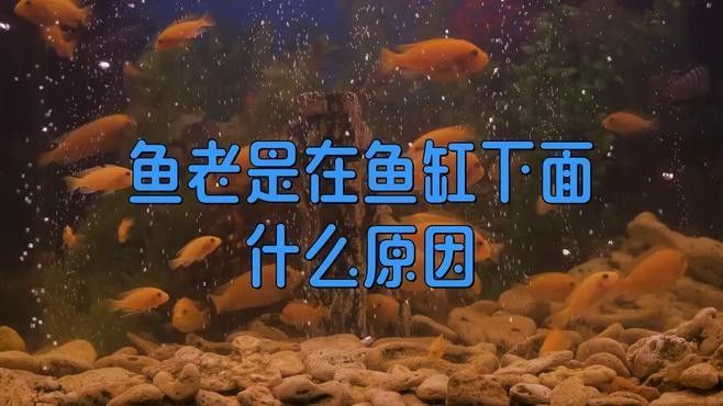 銀龍魚新入缸為何總在水下層
