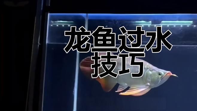 銀龍魚新入缸為何總在水下層