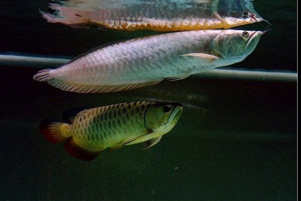 銀龍魚新入缸為何總在水下層