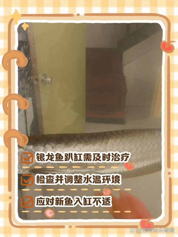 銀龍魚新入缸為何總在水下層