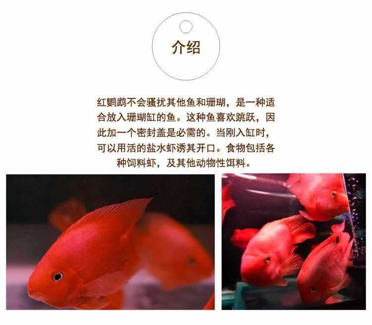 龍魚進口流程圖片大全：如何查詢龍魚進口許可狀態