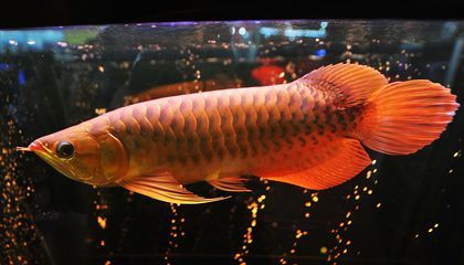 龍魚為什么不要景（養龍魚不能造景嗎？）