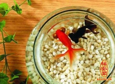 紅龍魚多大發色:紅龍魚養在什么缸好