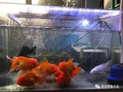 魚缸里面的魚多久喂一次喂什么食物（如何判斷魚是否吃飽魚缸水質(zhì)維護(hù)技巧）