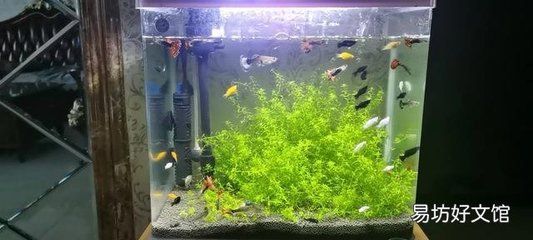 魚缸里面的魚多久喂一次喂什么食物（如何判斷魚是否吃飽魚缸水質(zhì)維護(hù)技巧）