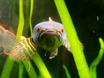 血斑二型雷龍魚價格