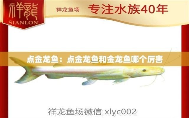 點(diǎn)金龍魚和銀龍哪個(gè)好（點(diǎn)金龍魚與銀龍魚各有優(yōu)劣，選擇哪一種更好）