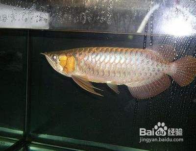 紅龍魚(yú)三天不吃食了怎么回事（紅龍魚(yú)三天不吃食可能涉及多種原因及其處理方法及其處理方法）