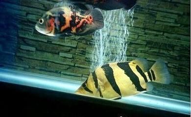 龍魚(yú)配什么底層魚(yú)比較好養(yǎng)活（適合與龍魚(yú)一起混養(yǎng)的底層魚(yú)）