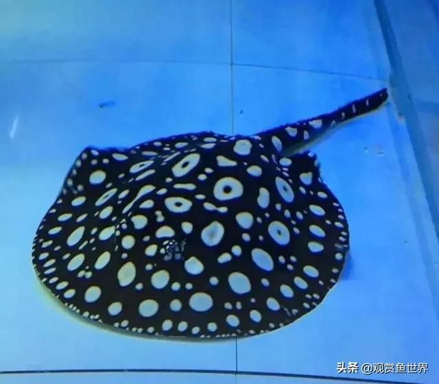龍魚(yú)配什么底層魚(yú)比較好養(yǎng)活（適合與龍魚(yú)一起混養(yǎng)的底層魚(yú)）