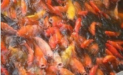 紅龍魚換水可以喂食嗎為什么：紅龍魚在換水后可以喂食嗎？ 紅龍魚換水可以喂食嗎為什么：紅龍魚在換水后可以喂食嗎？ 龍魚百科 第1張