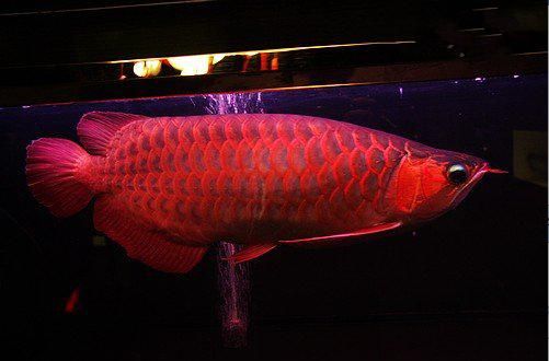 金龍魚 紅龍魚價格及圖片:火焰尾紅龍是什么品種 龍魚百科 紅龍魚價格及圖片:火焰尾紅龍是什么品種 紅龍魚價格及圖片:火焰尾紅龍是什么品種 龍魚百科