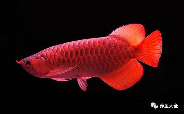 金頭龍魚發色后如何保持？