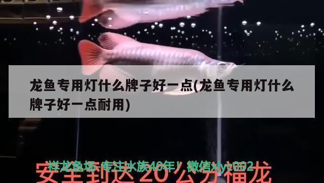 龍魚專用燈什么牌子好用又實惠耐用：選擇龍魚專用燈時需要考慮以下幾個方面 龍魚專用燈什么牌子好用又實惠耐用：選擇龍魚專用燈時需要考慮以下幾個方面 龍魚百科 第1張