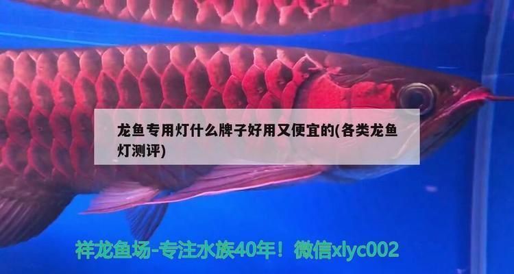 龍魚專用燈什么牌子好用又實惠耐用：選擇龍魚專用燈時需要考慮以下幾個方面 龍魚專用燈什么牌子好用又實惠耐用：選擇龍魚專用燈時需要考慮以下幾個方面 龍魚百科 第3張