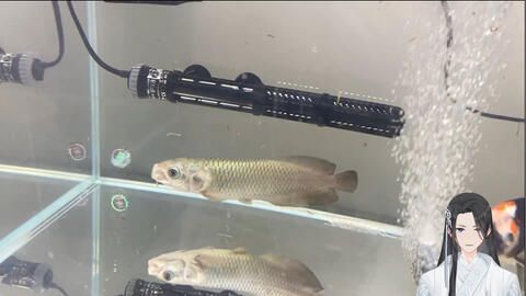 龍魚入缸怎么才算穩定下來：龍魚入缸后怎么才算穩定下來
