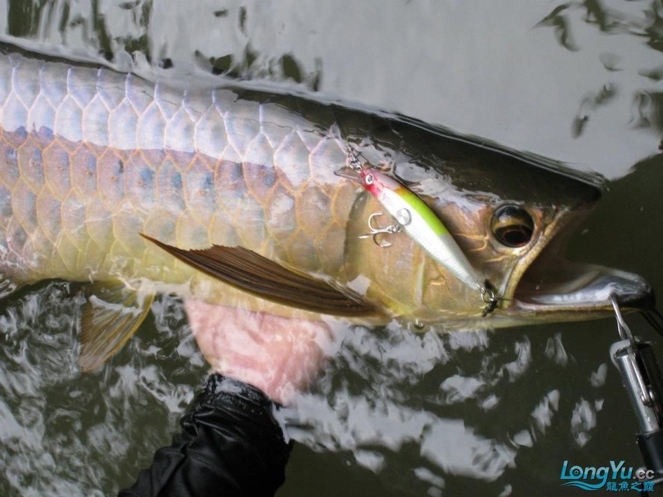 純野生龍魚：純野生龍魚是什么？