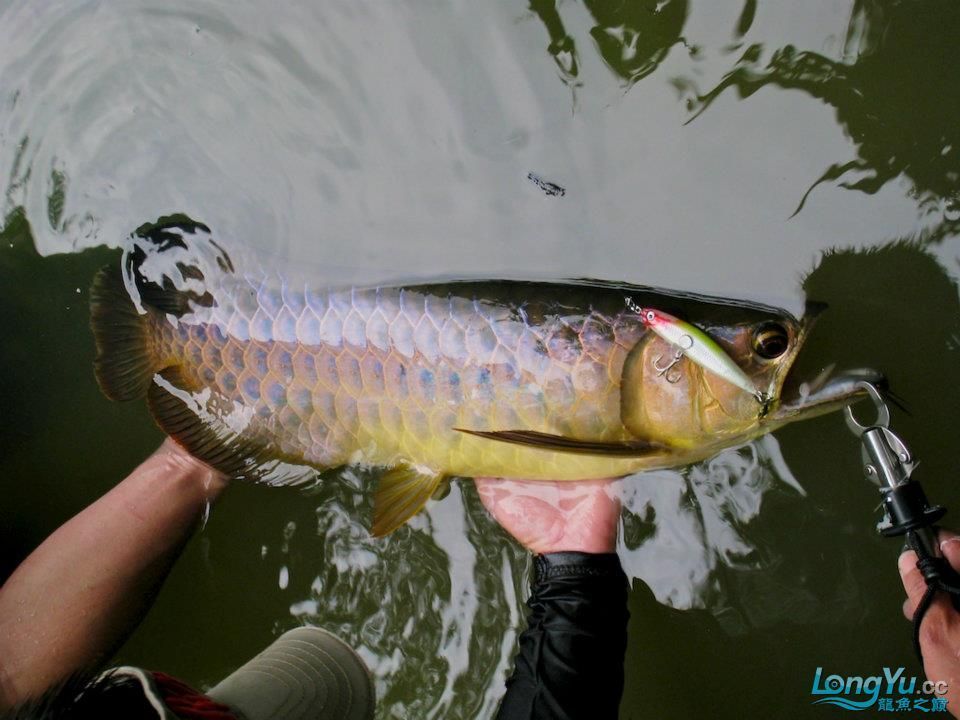 純野生龍魚：純野生龍魚是什么？