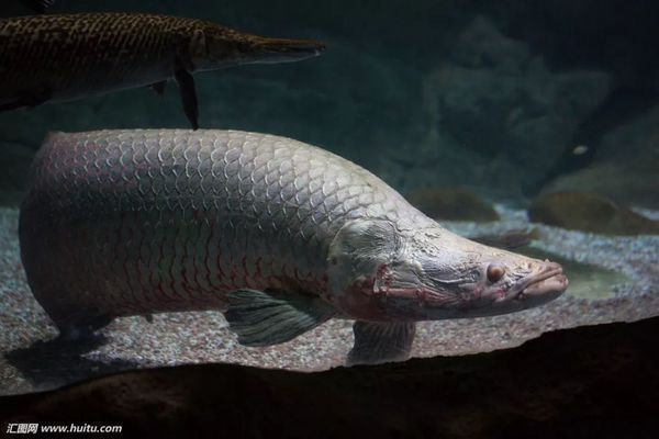 巨型舌骨龍魚（巨型舌骨龍魚是一種大型舌骨龍魚）