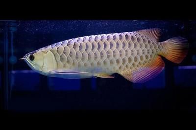 過背金龍魚怎么看年齡（過背金龍魚多大的時候能看出是不是真過背） 過背金龍魚怎么看年齡（過背金龍魚多大的時候能看出是不是真過背） 龍魚百科 第3張