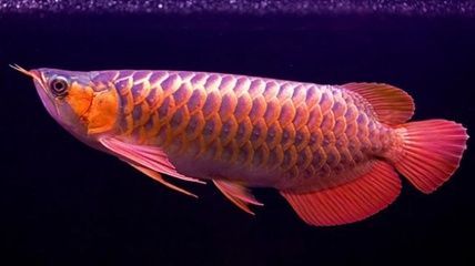 龍魚(yú)吃上浮還是下沉飼料：龍魚(yú)在飼養(yǎng)過(guò)程中應(yīng)以投喂天然食物為主而選擇上浮飼料
